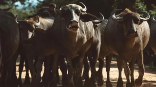 Viral Video: Massive Bull Attacks Bikers; Triggers Chaos On Busy Road